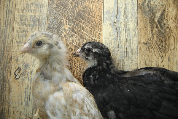 2 of 4 Pullet Chicks Week 4 - 2 Easter Egger